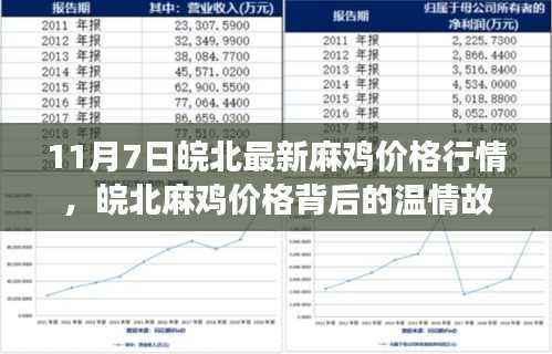 皖北麻鸡价格行情揭秘，温情故事与鸡影趣事在11月7日交织