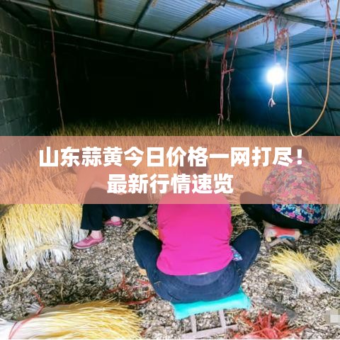 山东蒜黄今日价格一网打尽!最新行情速览